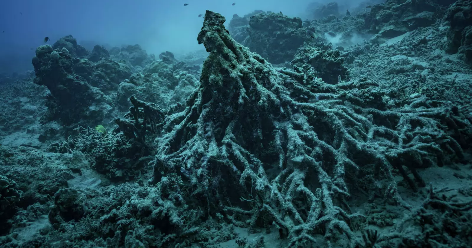 Vanuatu’s cimate fight reaches world court as reefs die and graves sink