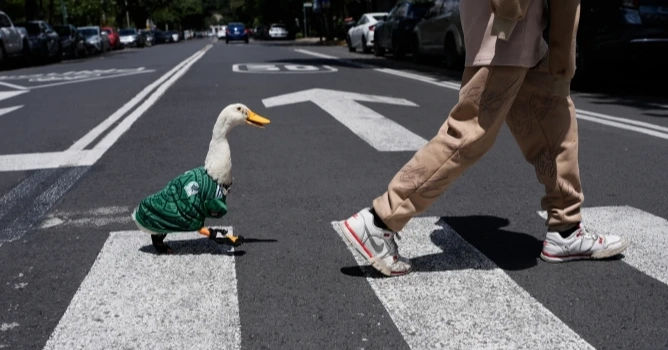 Meet Merlin the duck: Mexico’s street bird becomes unofficial World Cup mascot