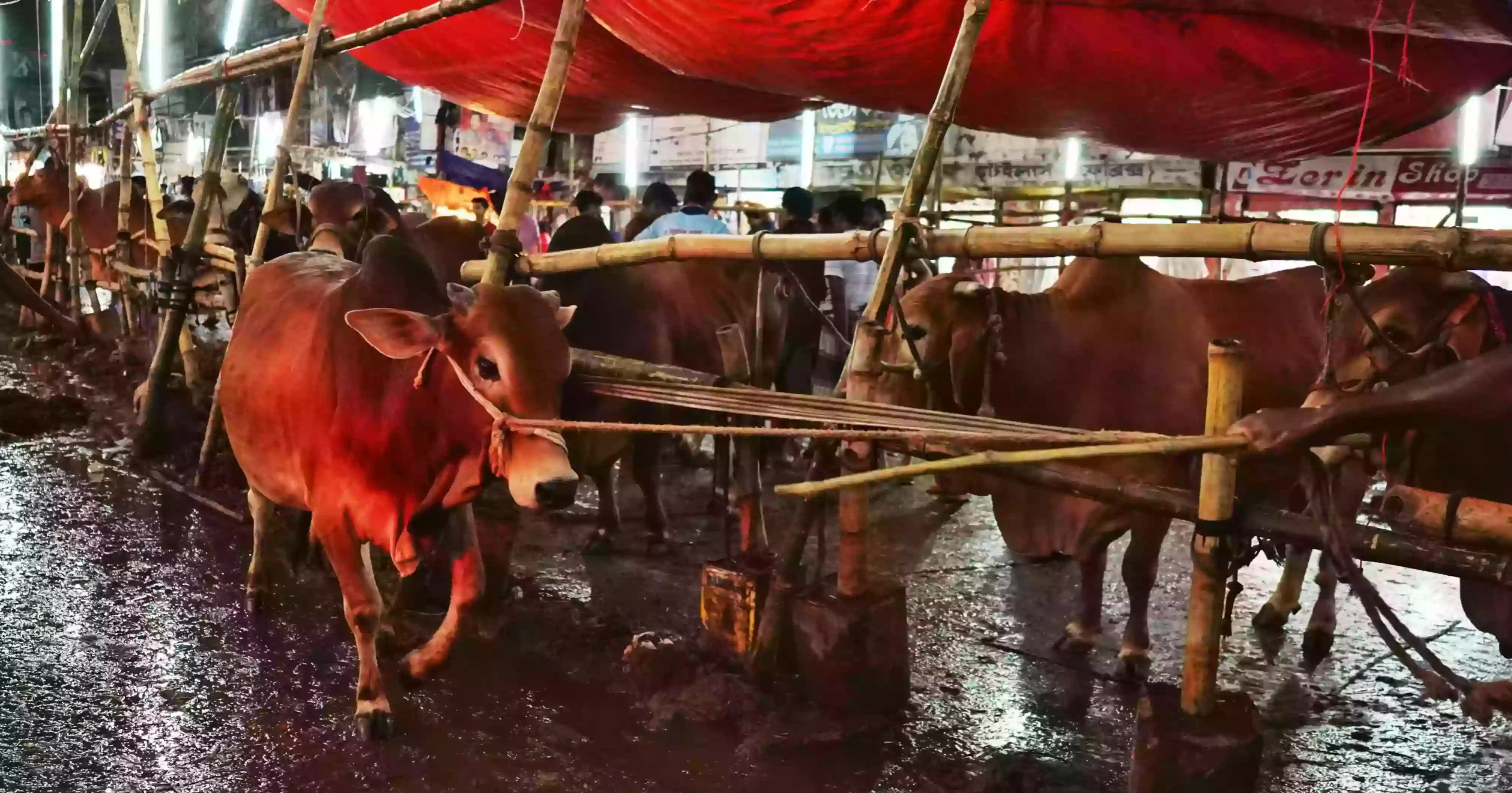 Over 93 lakh animals sacrificed during Eid-ul-Azha, 29 lakh surplus