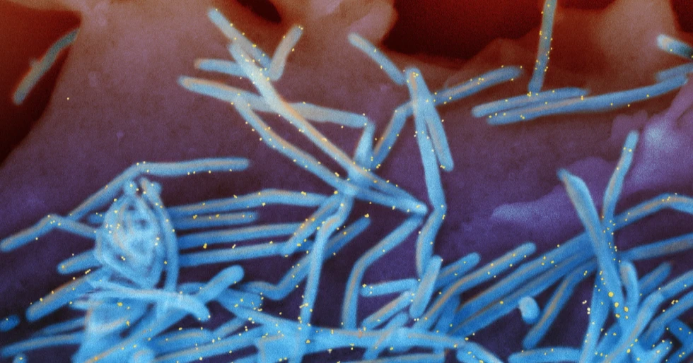 Experts recommendations on RSV and meningitis vaccines will go to ex-prosecutor now at CDC