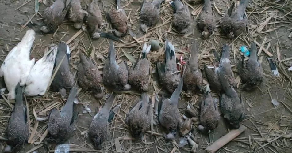 Pesticide poisoning kills over 100 birds in Chuadanga
