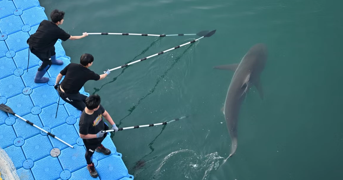 South Korean City scrambles to rescue dusky shark after it returns to canal