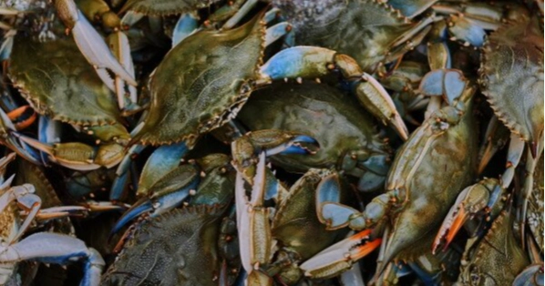 Italy turns invasive blue crab crisis into export opportunity