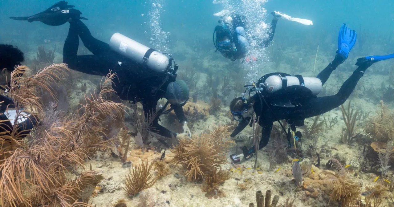 Scientists transplant crossbred corals to bolster Miami’s reefs against climate change