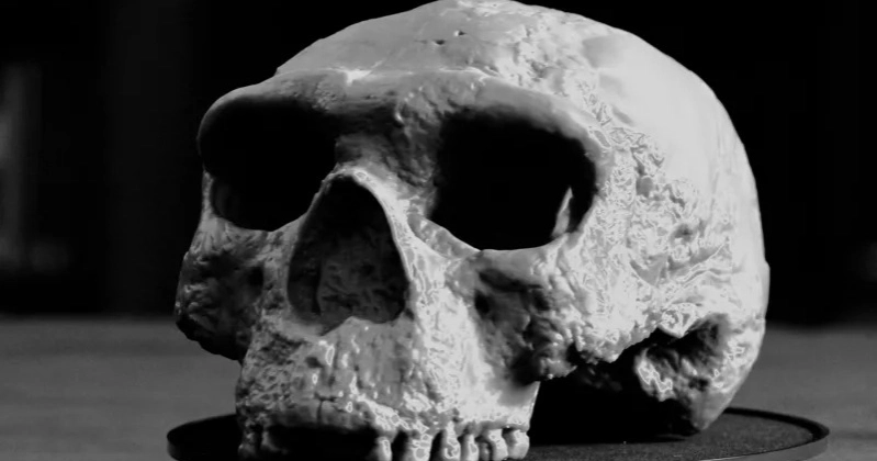 Million-year-old skull may rewrite timeline of human evolution
