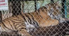 Authorities scramble to contain virus outbreak after 72 tigers die in Thailand