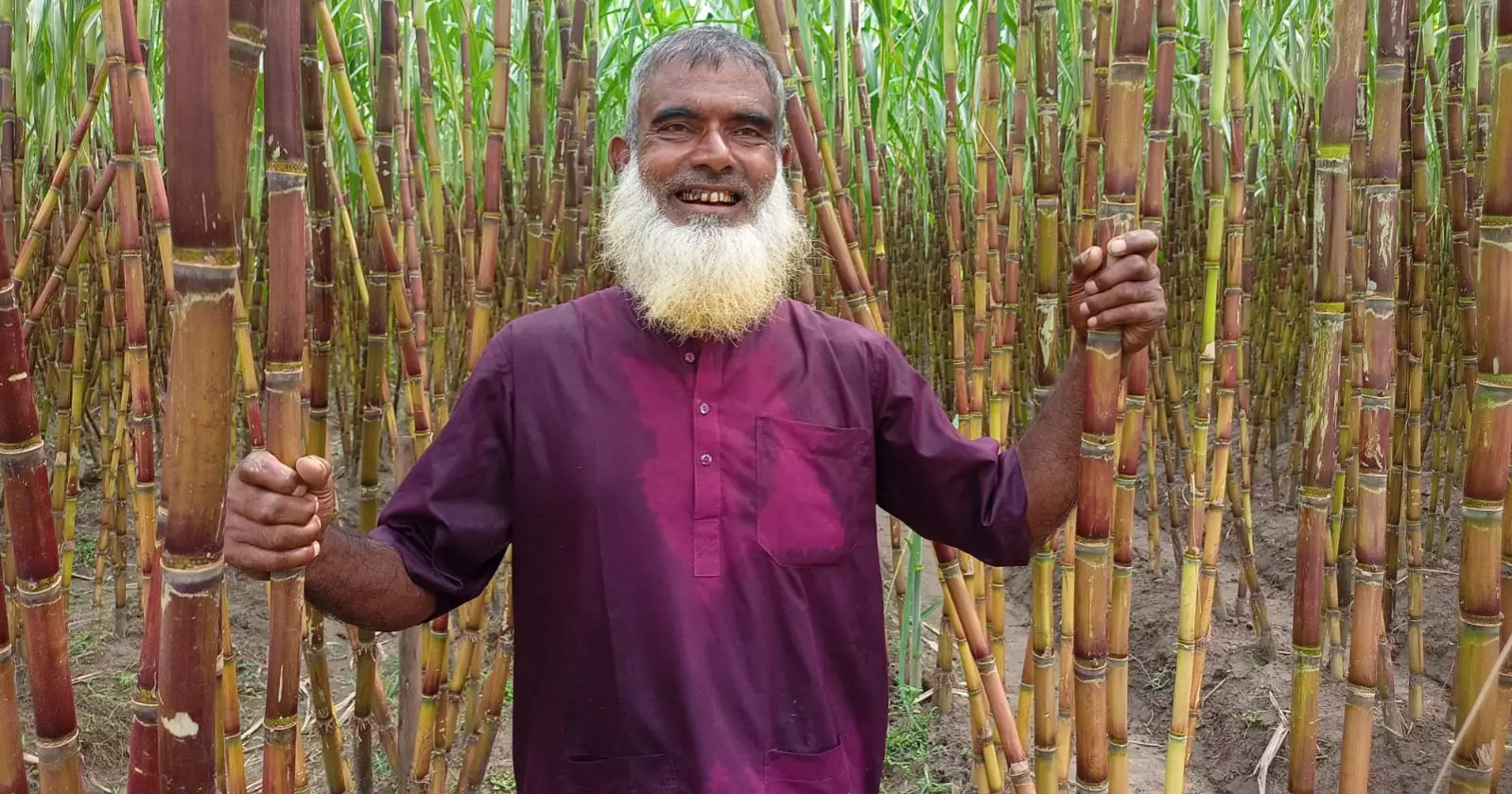 Lalmonirhat farmers eye hefty profit from sugarcane cultivation
