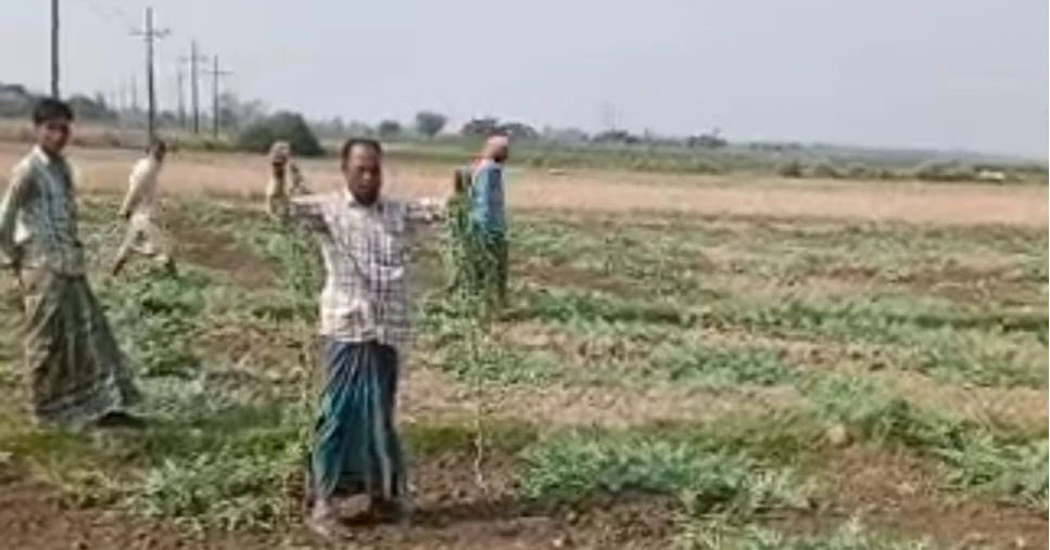 Farmer suffers Tk 10 lakh as watermelon field vandalized in Sylhet