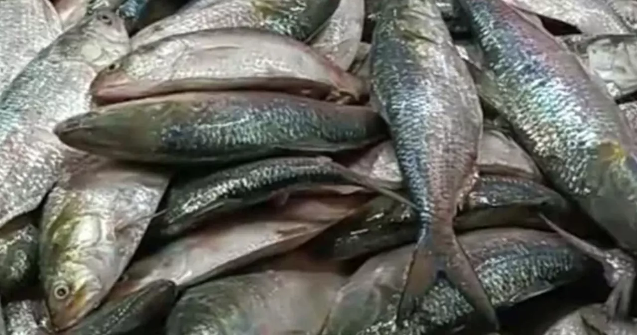 Bangladesh halts hilsa import from India, cancels 103 permits