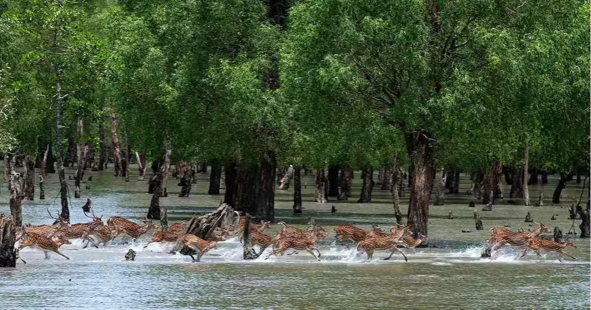 3-month ban on entry to Sundarbans from June 1 to protect wildlife, boost fish breeding