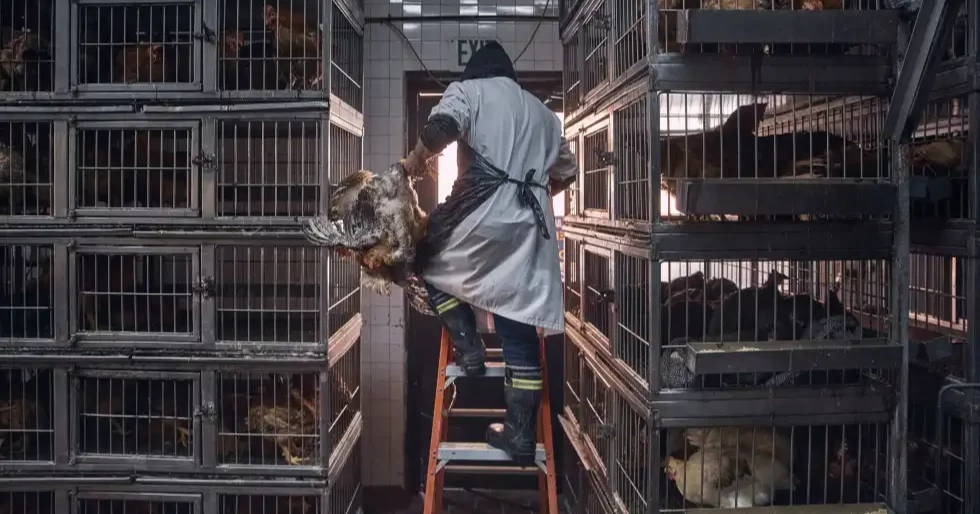 Bird flu confirmed in older Wyoming woman who likely had contact with infected flock at her home