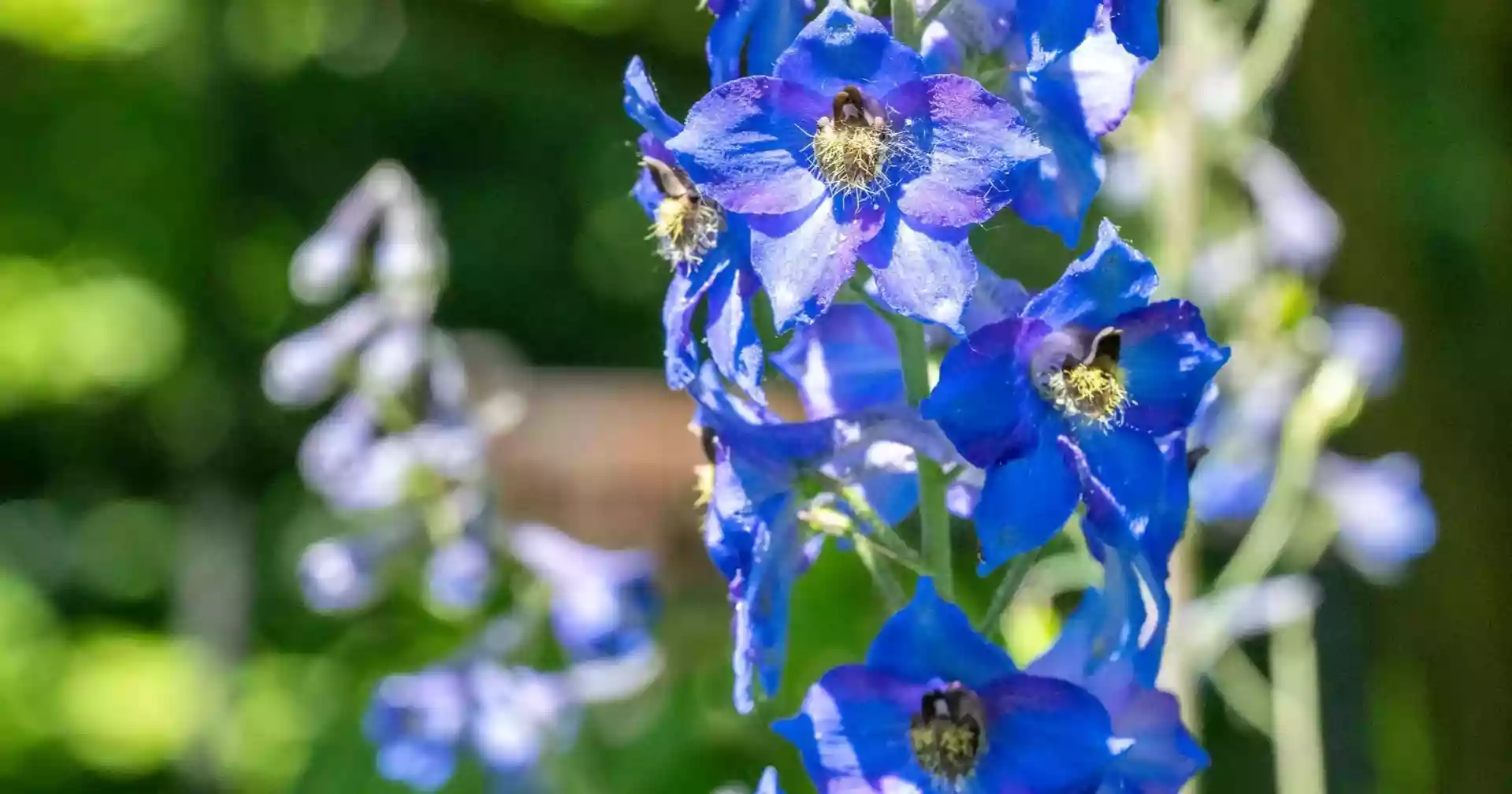 Deadly poisonous flowers may help develop new medicines, scientists find