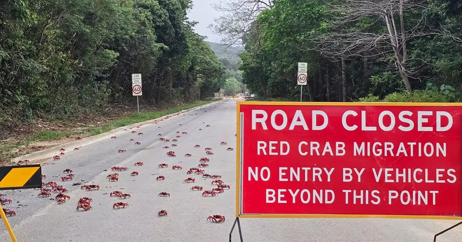 Residents use garden tools to protect millions of migrating red crabs on Christmas Island