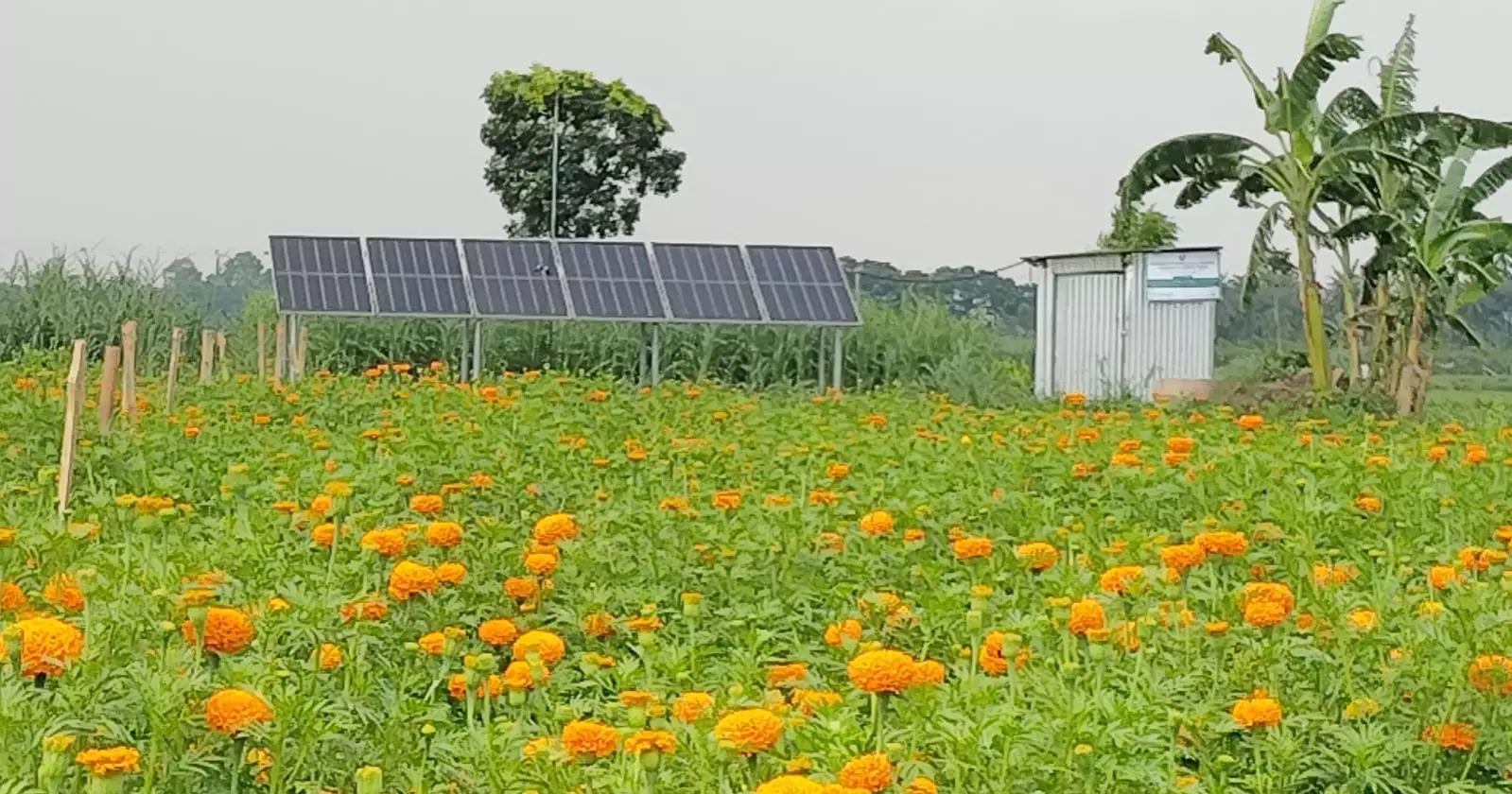 Solar irrigation brings savings, extra income to Jhenaidah farmers