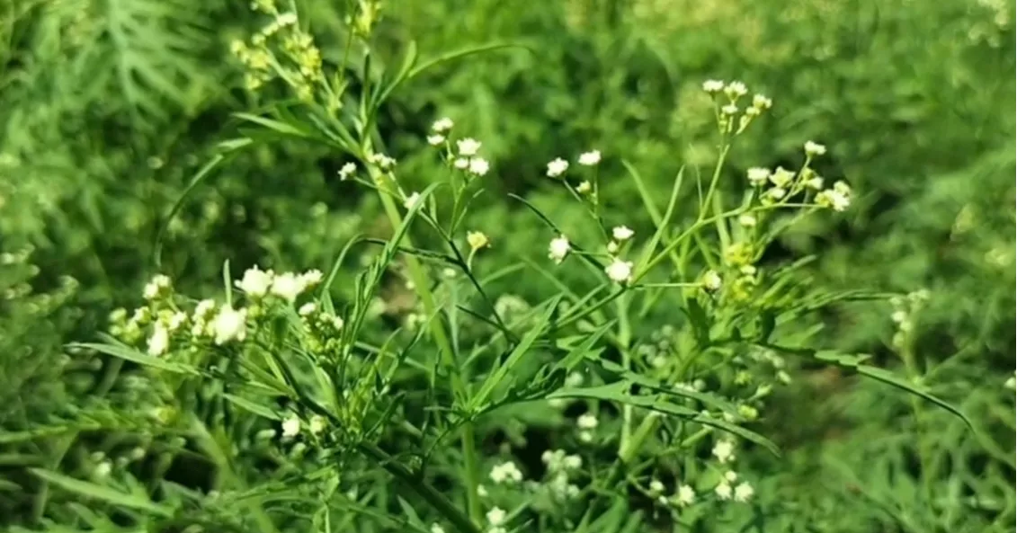 Invasive parthenium emerges as threat to crops, health in Chuadanga
