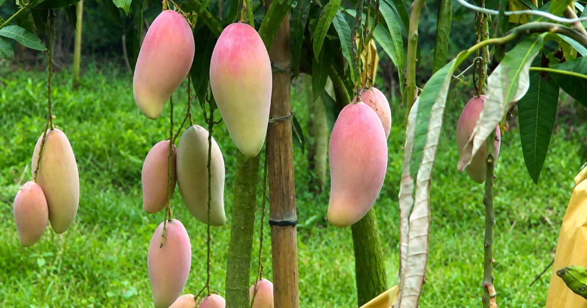 Foreign mango variety 'Red Ivory' creates buzz among farmers in Chapainawabganj