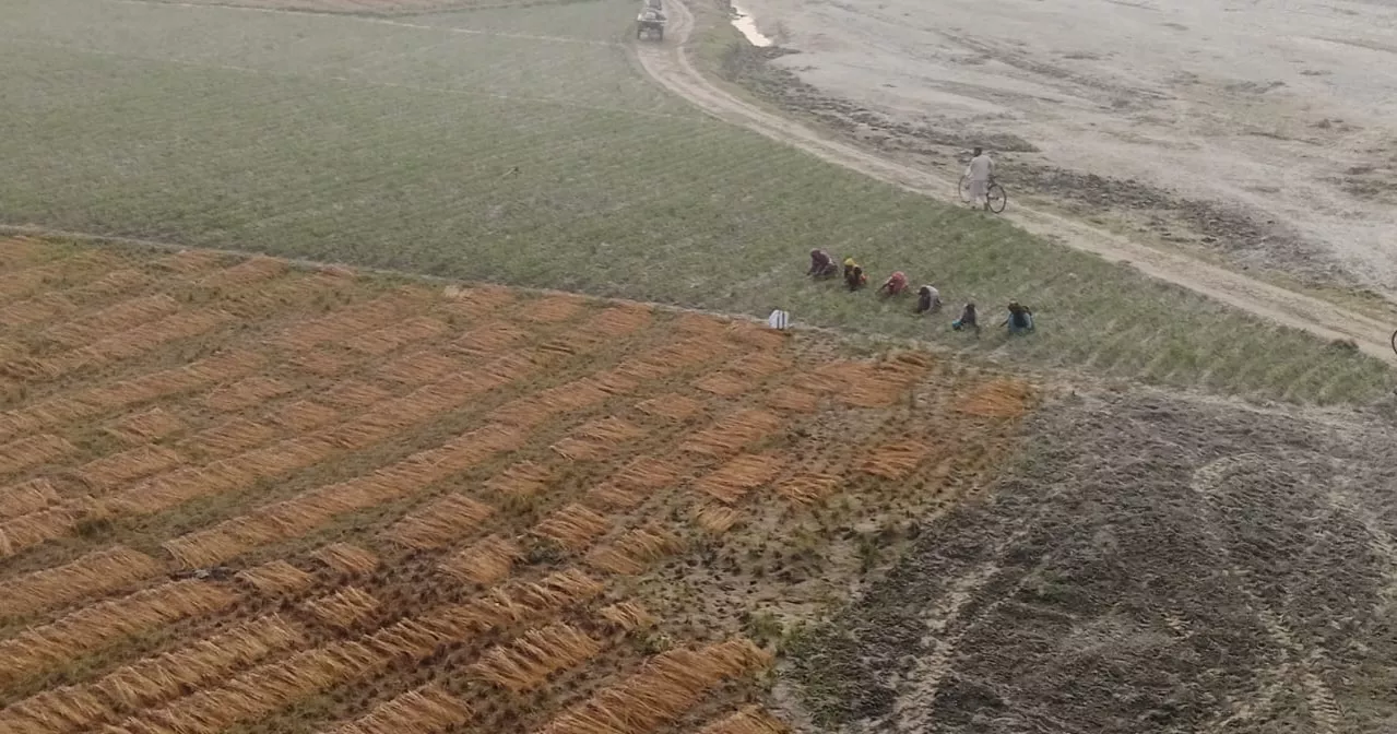 Silt-borne fertility transforms northern Bangladesh