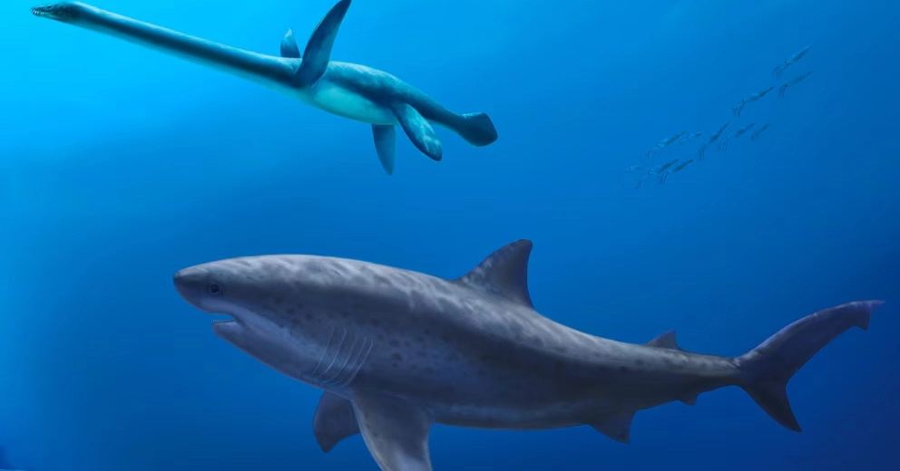 Before megalodon, giant shark dominated ancient Australian seas