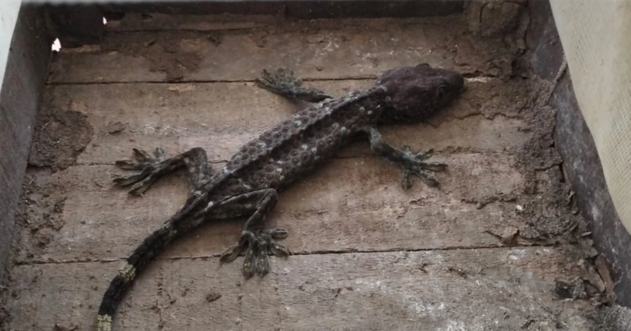 2 geckos, one fishing cat rescued in Jashore