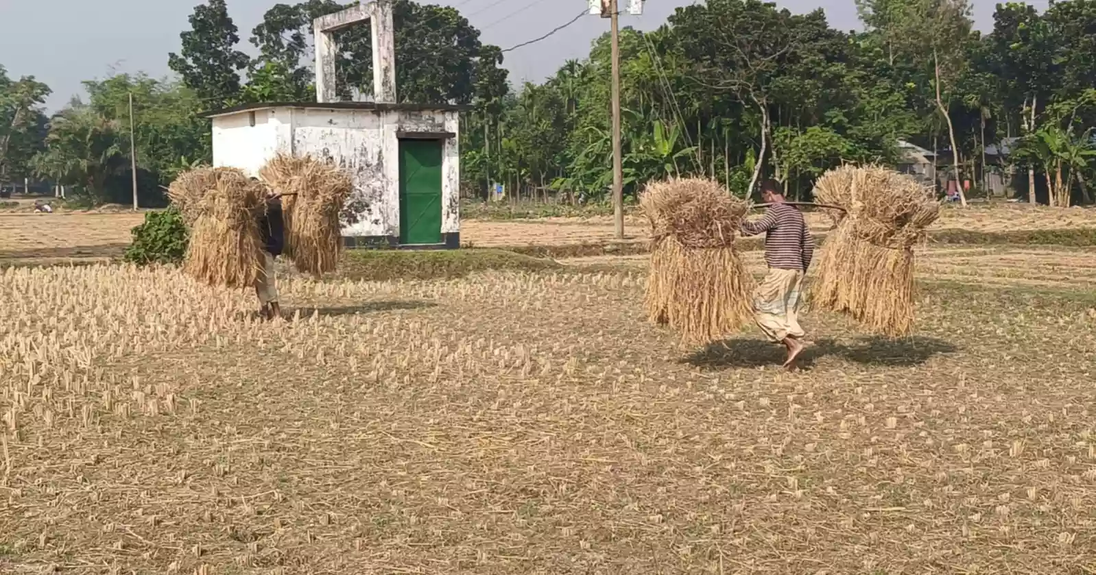 New harvest, no festival? Lalmonirhat's ‘Nabanna’ spirit slips into memory