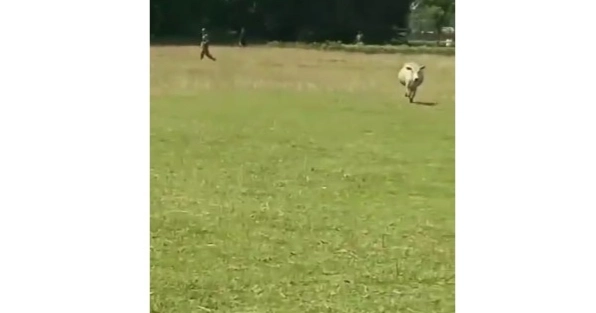 BSF assaults two Bangladeshis and takes away their cows in Patgram