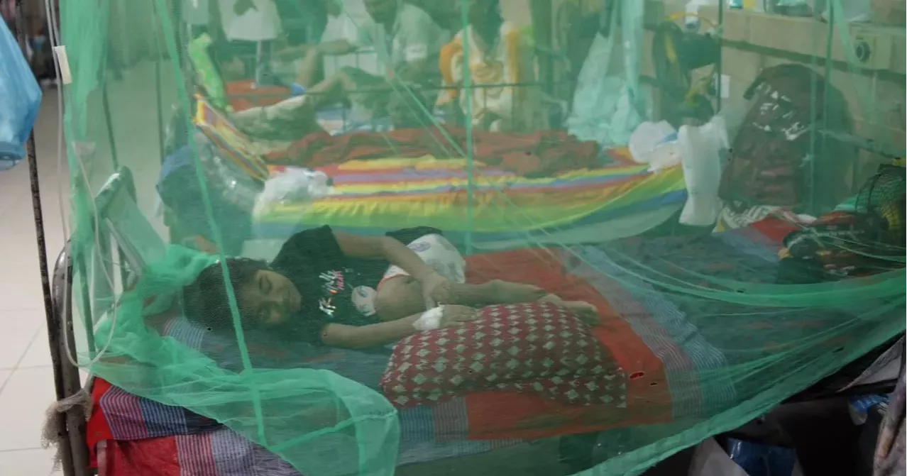 Dengue claims 4 more lives in 24 hrs