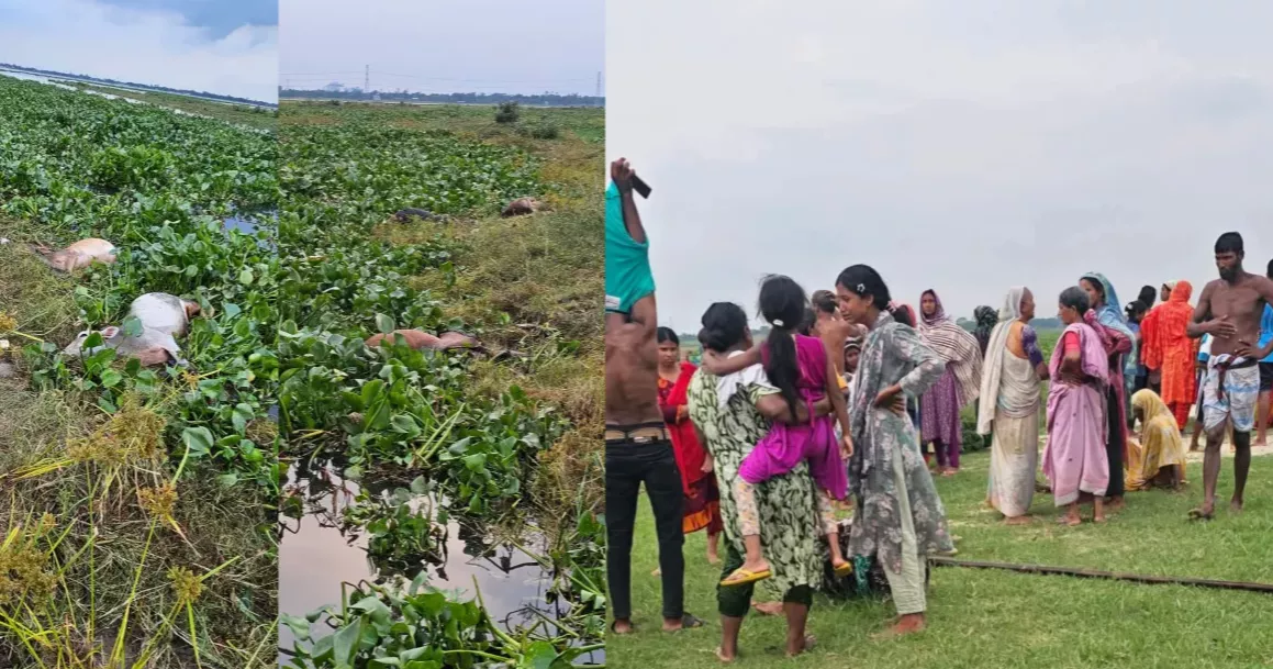 Over 100 cattle swept away by tidal surge in Munshiganj; 36 carcasses recovered
