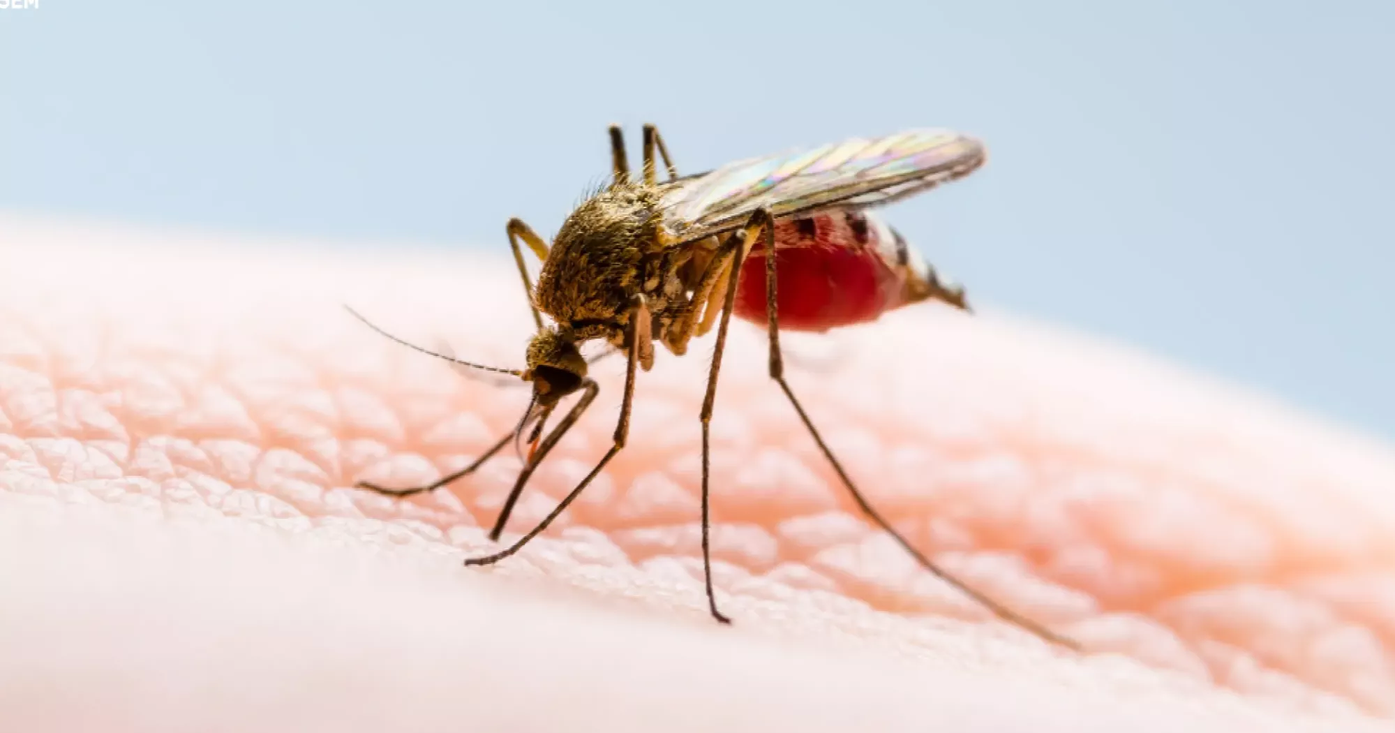 Dengue: 7 more cases reported in 24hrs