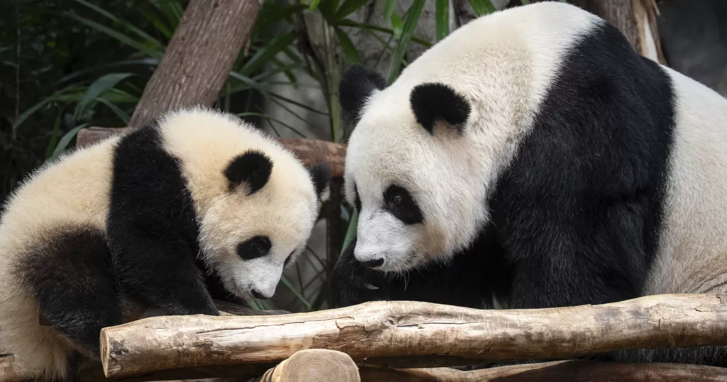 Meet Jia Jia and De De, Hong Kong's first locally born giant pandas
