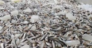 Power outage not cause of mass fish deaths in Jashore: Probe