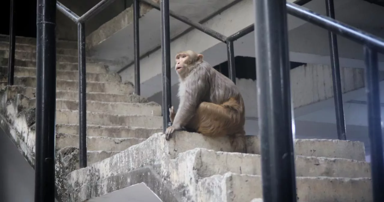 Monkey on busy Dhaka road: A rare sight that tells a bigger story