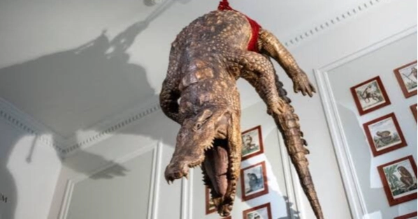 Amsterdam's new Art Zoo museum puts visitors behind bars as taxidermied animals roam freely