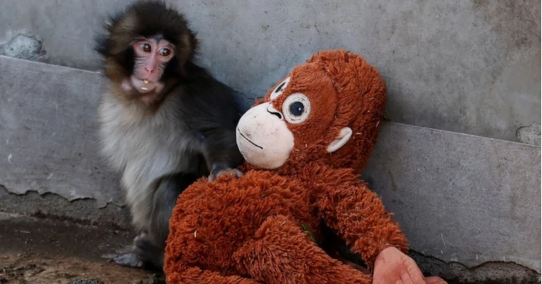 Viral baby monkey ‘Punch’ draws huge crowds at Japan zoo