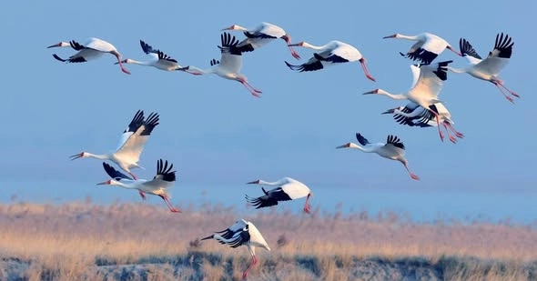 Beijing ranks among world’s megacities with high biodiversity