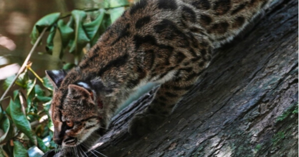Tiny wild cat discovered as new species becomes tourist attraction in Bolivia
