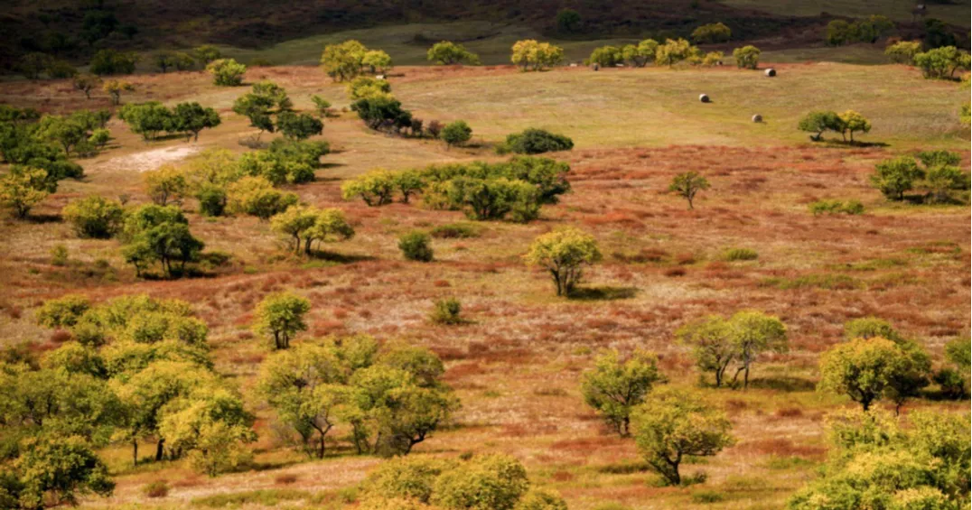 Global study warns worsening droughts could devastate grasslands