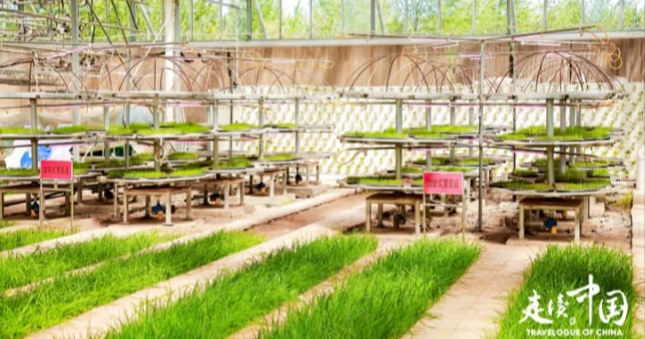 China innovates eco-friendly pesticide safe for human consumption