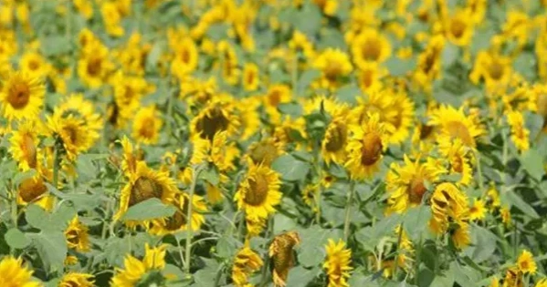 Sunflower cultivation gains ground in Khagrachhari hills