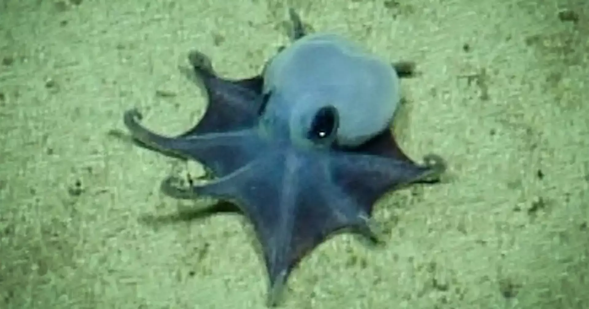 New deep-sea blue octopus species identified off Galápagos Islands