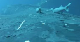 Rare video captures sucker fish “surfing” whales in the ocean’s wildest ride