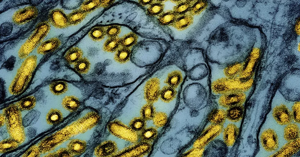 Bird flu found in a Georgia commercial flock for the 1st time amid the nationwide outbreak