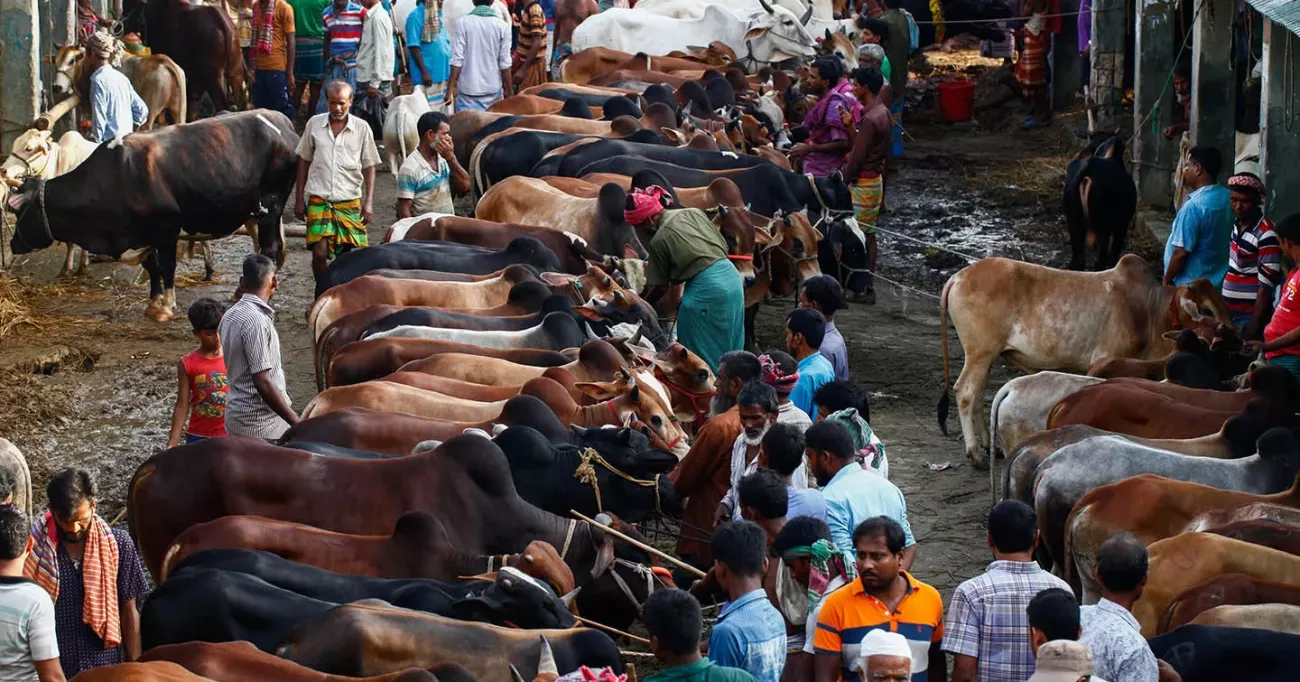 Cattle crisis at Gabtoli Market, buyers flock to 100 Feet Natun Bazar