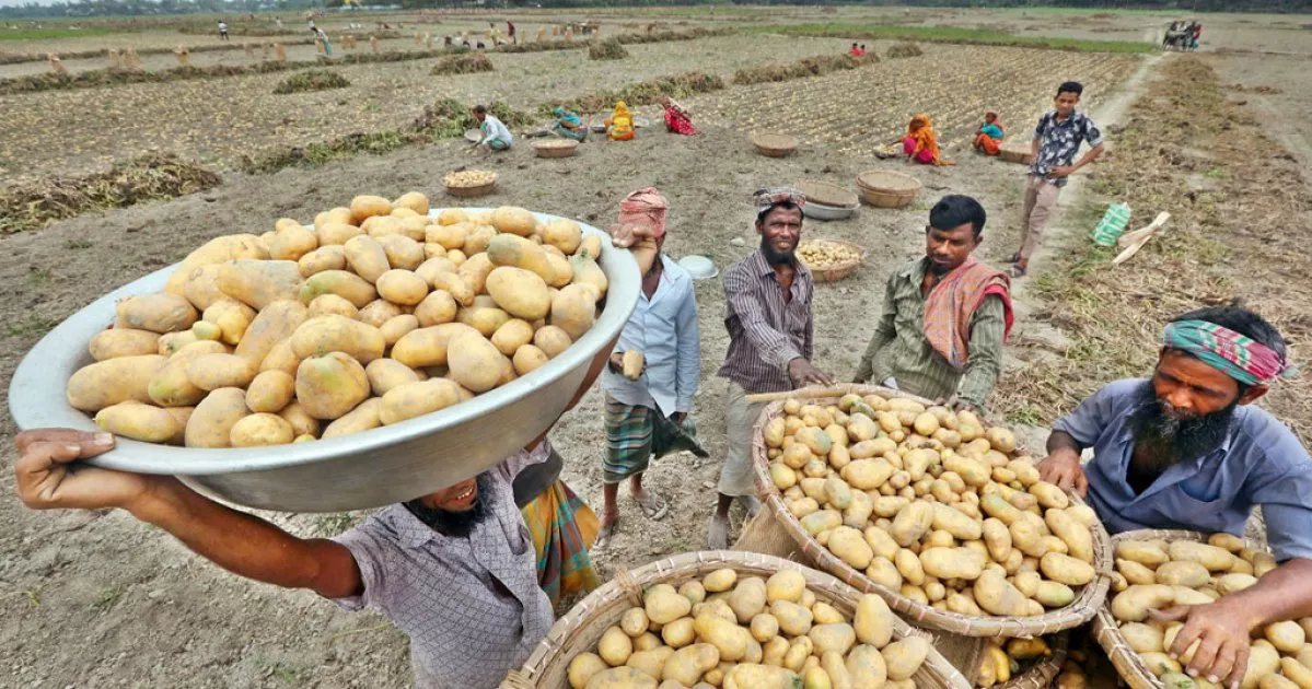 Minimum price of potatoes at cold storage gates set at Tk 22 per kg