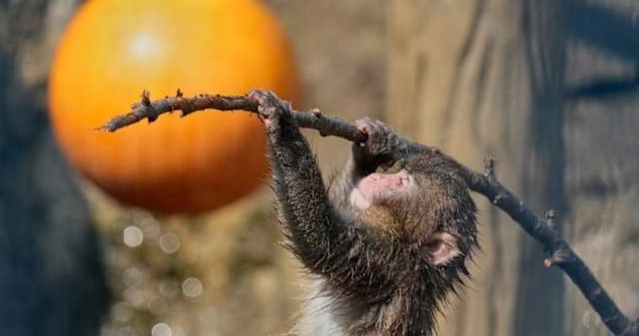 Japan's beloved monkey Punch turns one, receives thousands of birthday wishes from fans