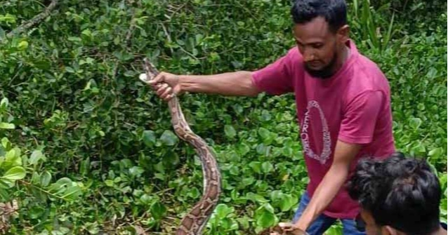 12-foot python rescued from poultry coop in Bagerhat, released into Sundarbans