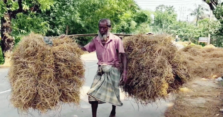 Farmers in Sunamganj haor region worried over cattle feed shortage after crop loss
