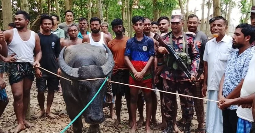 Sacrificial buffalo crosses into India, returns after BGB-BSF coordination