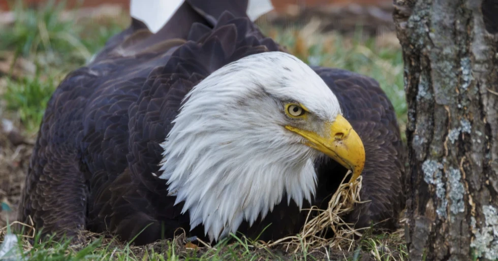 Murphy, famous bald eagle who became a foster dad, dies after Missouri storms