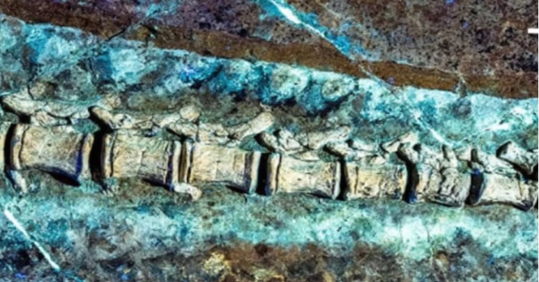 China discovery: Dinosaur with hollow quills likely used for defense