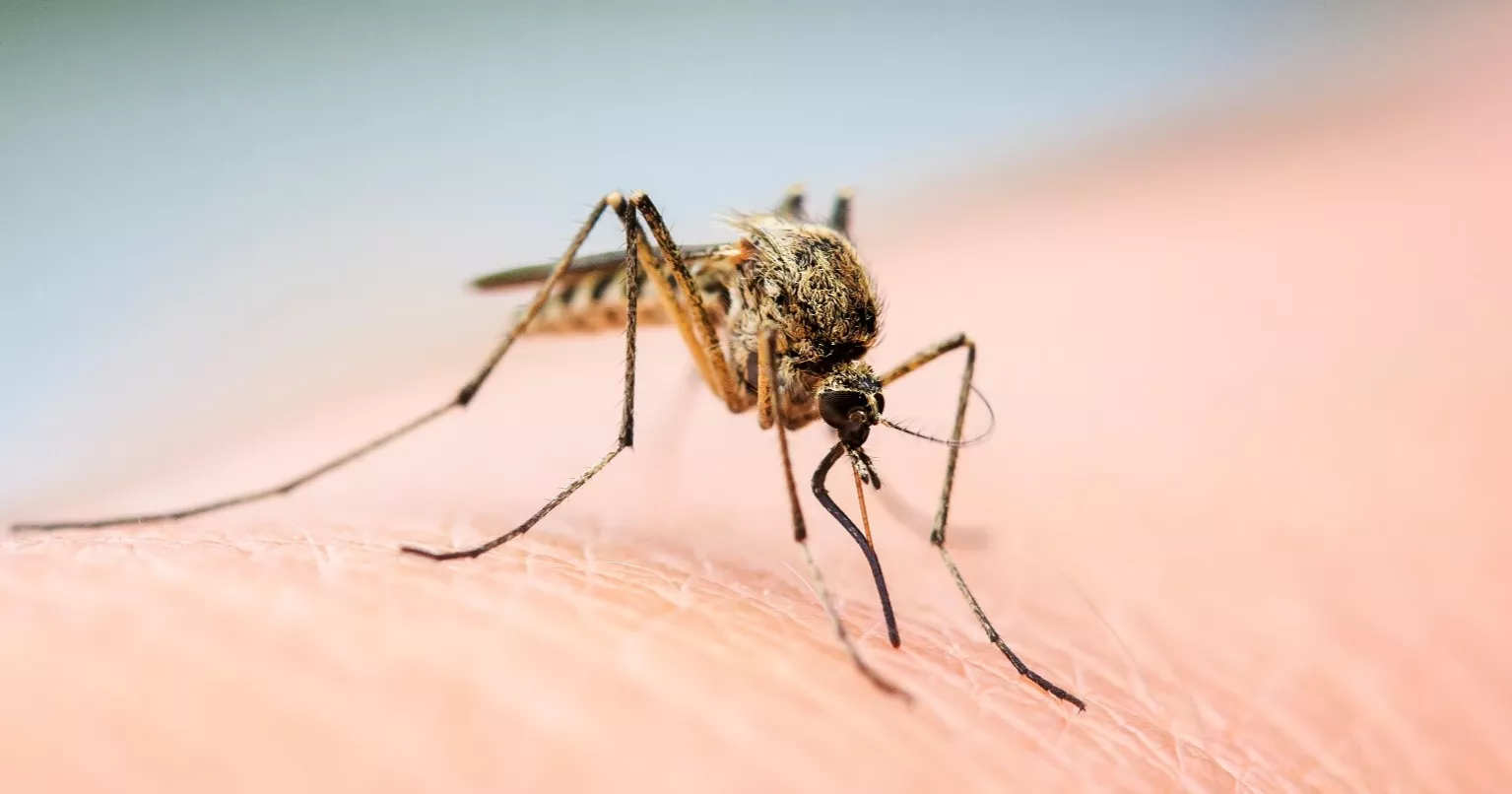 510 dengue cases reported in 24 hours